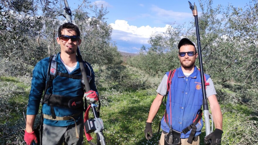 Kako mladi agronomi Stjepan i Toni grmolike masline pretvaraju u polikonične vaze?