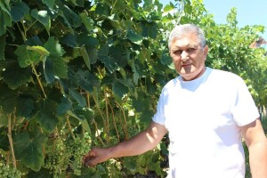 Vinari upozoravaju: Sporni su kriteriji za krovne udruge vinarskih regija!