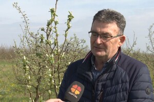 Ima li odgovora za sve raniju cvatnju voćaka i kasne mrazeve?
