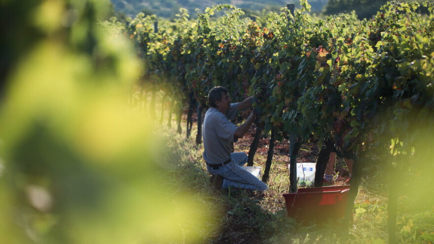 Prosječan Hrvat/ica na godinu popije 28 litara vina, od kojih 8 uvezemo?
