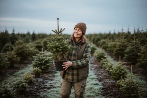 Što je dobro znati o božićnim drvcima?