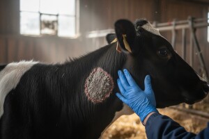 Što je trihoficija goveda i kako se liječi?