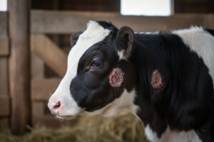 Što je trihoficija goveda i kako se liječi?