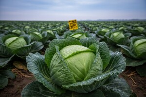 Što morate znati o uzgoju kupusnjača?