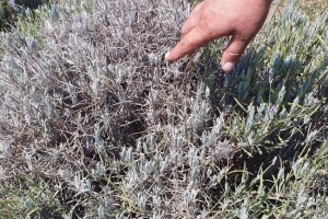 Što napraviti kad se lavanda suši?