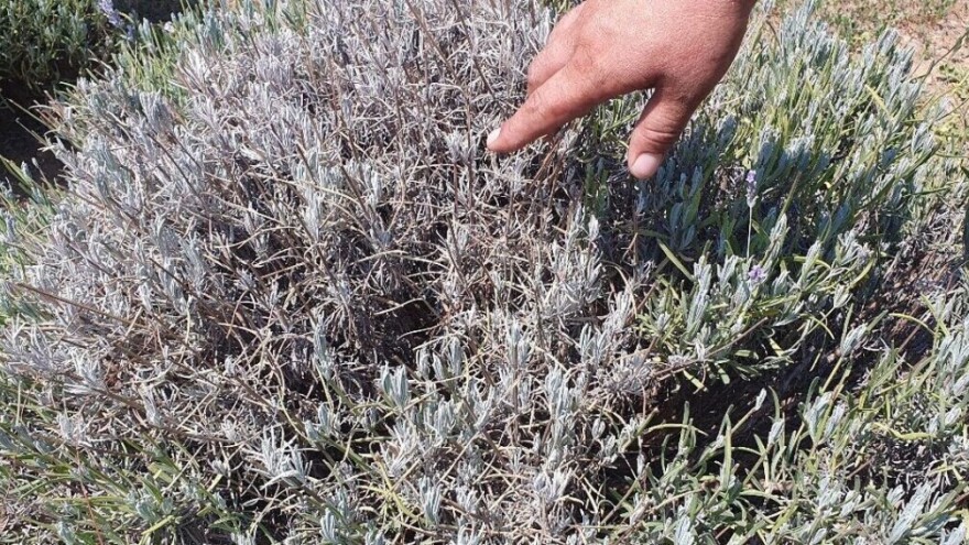 Što napraviti kad se lavanda suši?