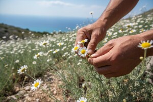 Što očekivati od endema? Dalmatinski buhač!