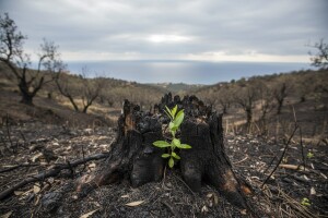 Što s opožarenim vinogradima i maslinicima?