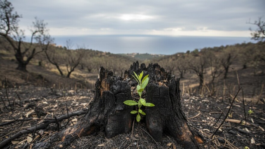 Što s opožarenim vinogradima i maslinicima?