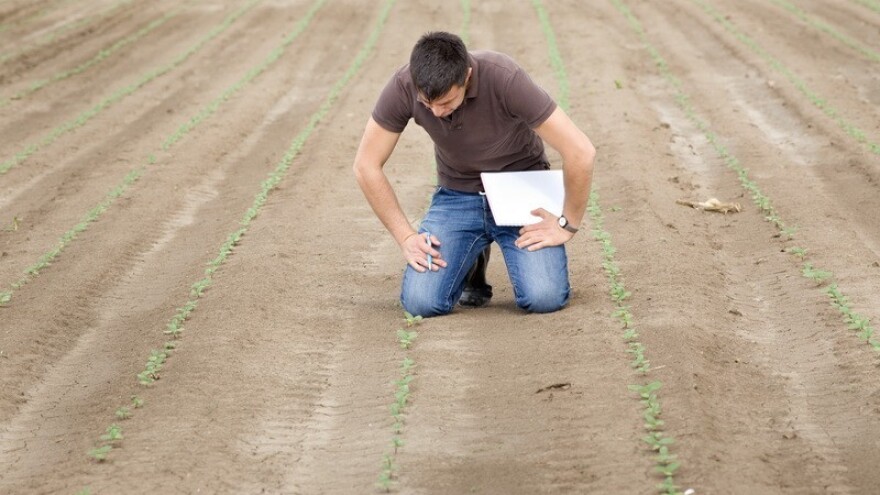 Uljana repica i pivarski ječam umjesto pšenice?