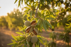 Što sve treba znati o uzgoju i koristima badema?