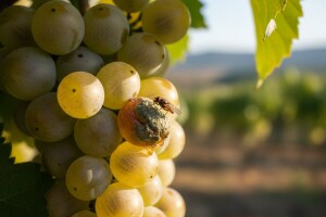 Što znamo o octenoj mušici ploda?