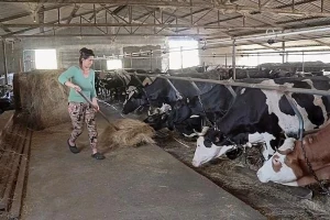 Više cene mleka i niže za gorivo - poboljšale bi uslove proizvodnje za stočare