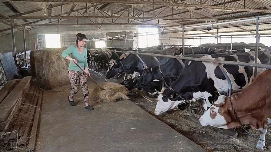 Više cene mleka i niže za gorivo - poboljšale bi uslove proizvodnje za stočare