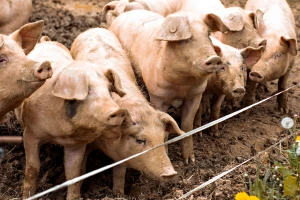 Stočari na udaru: Pada proizvodnja goveda, ovaca i koza - koji je sektor jedina svijetla točka u EU?