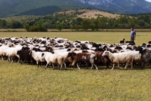 Buđenje poljoprivrede u Dalmatinskoj zagori, OPG-ovi niču baš kao gljive poslije kiše