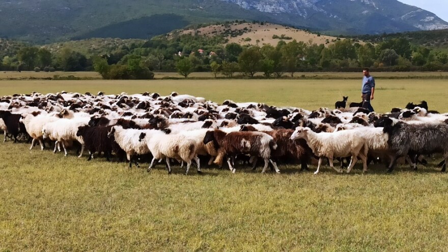 Buđenje poljoprivrede u Dalmatinskoj zagori, OPG-ovi niču baš kao gljive poslije kiše