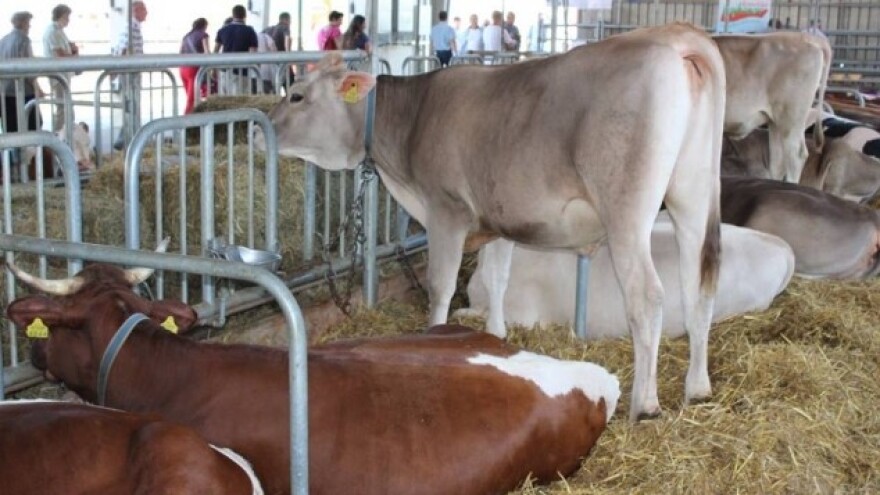 Potpore u stočarstvu čine i do 50 posto prihoda