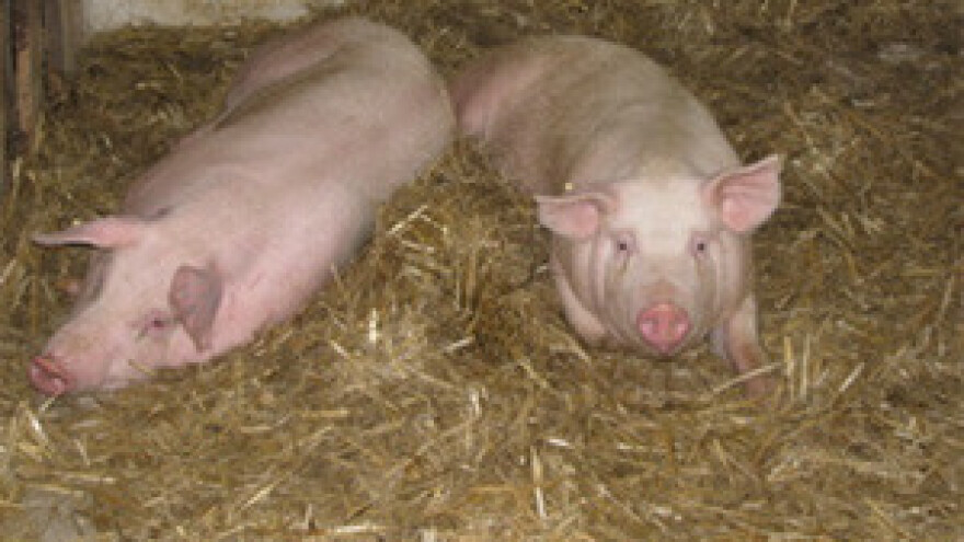 Jubilarna 20. državna stočarska izložba "Gudovac 2012."