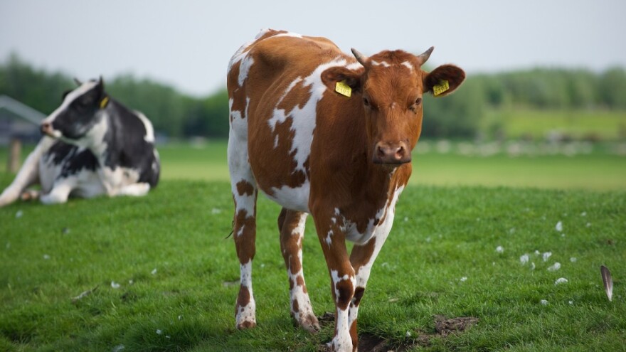 Najviše gazdinstva ima do pet grla, a najviše mlijeka se otkupi od onih koji imaju deset do 50 muznih krava
