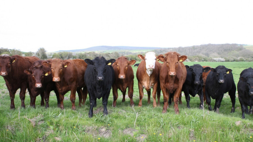 Stočarska proizvodnja u RS porasla za 16,5 posto