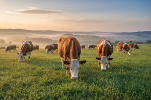Stočarska proizvodnja u Hrvatskoj
