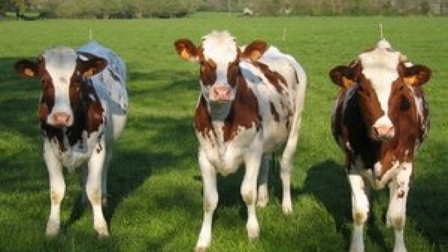 Opstanak stočarstva na selu