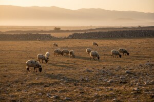 Stočarstvo izumire u Splitsko-dalmatinskoj županiji
