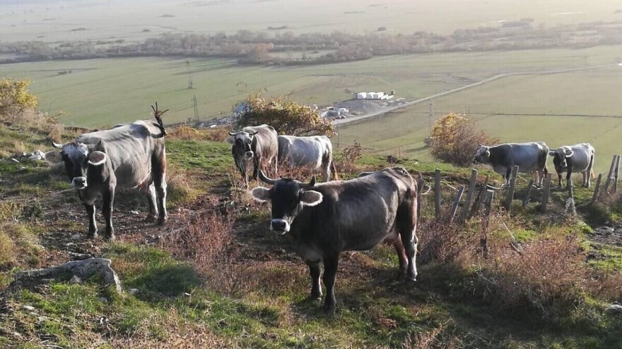 Toplinski stres kod krava - kako im pomoći?!