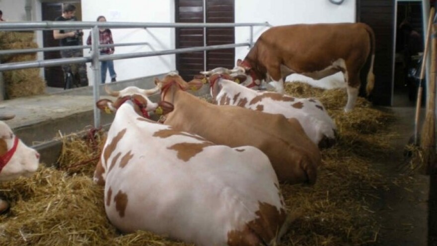Zrenjaninu Plaketa za doprinos razvoju stočarstva