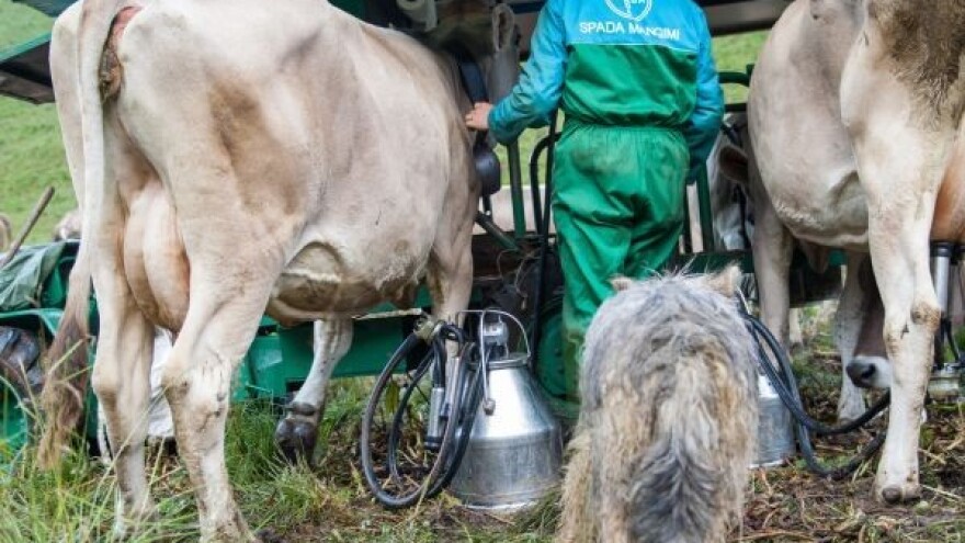 Stanje u mljekarstvu nije ružičasto
