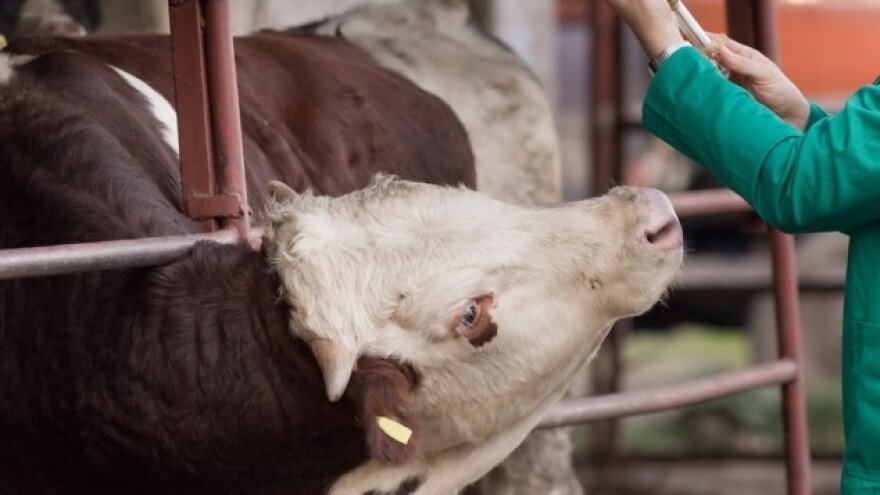 Ne želimo dignuti ruke od proizvodnje mlijeka!