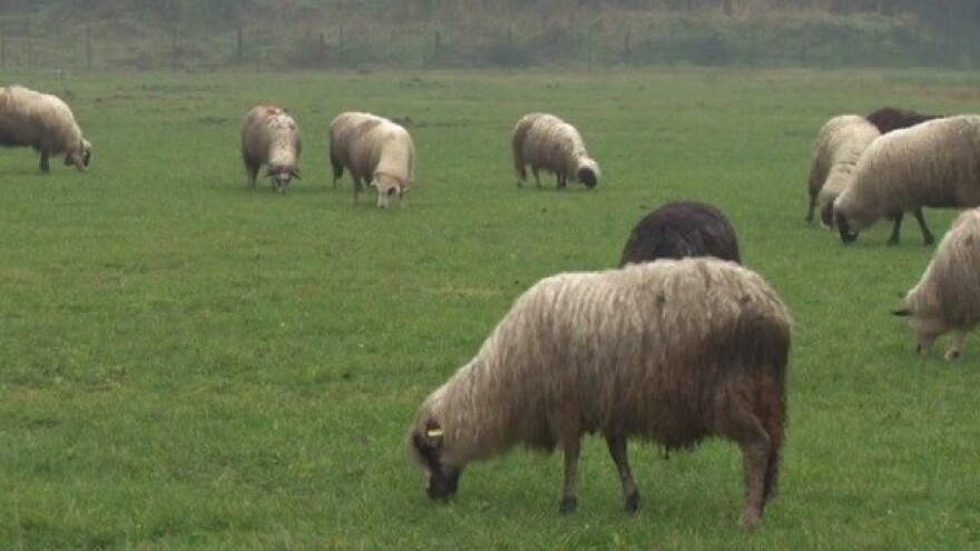 Uz malo više truda rad se isplati