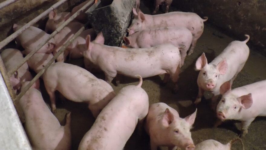 Sremci zadovoljni povećanjem subvencija