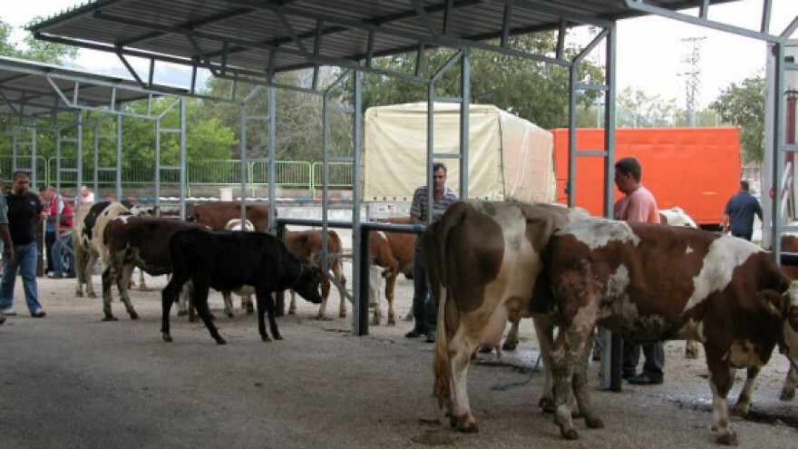 Za fijasko stočarstva nije kriva ni EU ni Rusija!