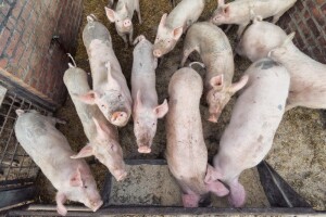Padaju cijene žitarica na svjetskom tržištu