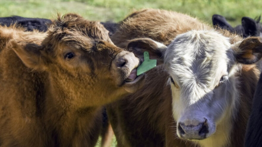 Fabrika stočne hrane otvorila vrata u Kalesiji