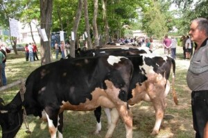 Nositelji 37 posto OPG-a stariji od 65 godina