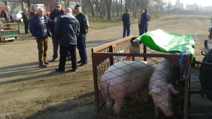 Županija u pomoć svinjogojcima!