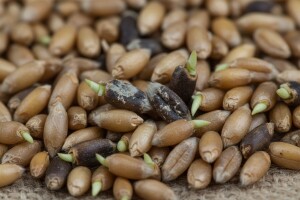 Stočna pšenica bez predobrade može biti opasna