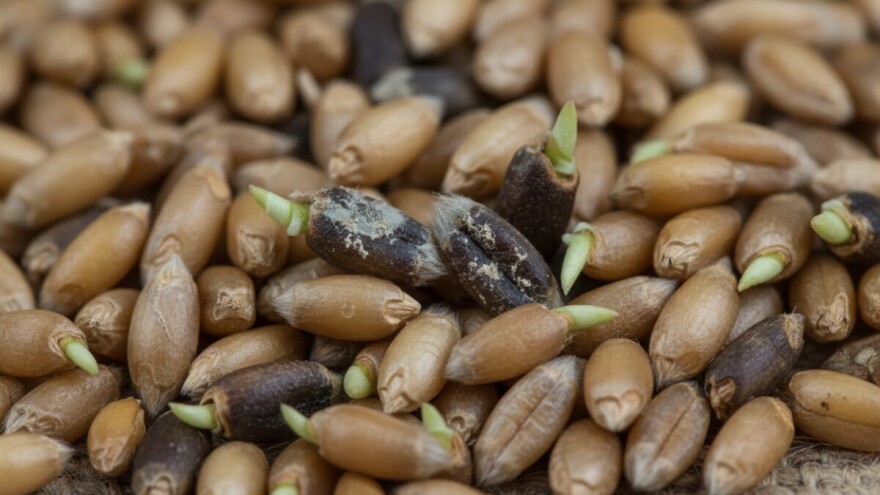 Stočna pšenica bez predobrade može biti opasna