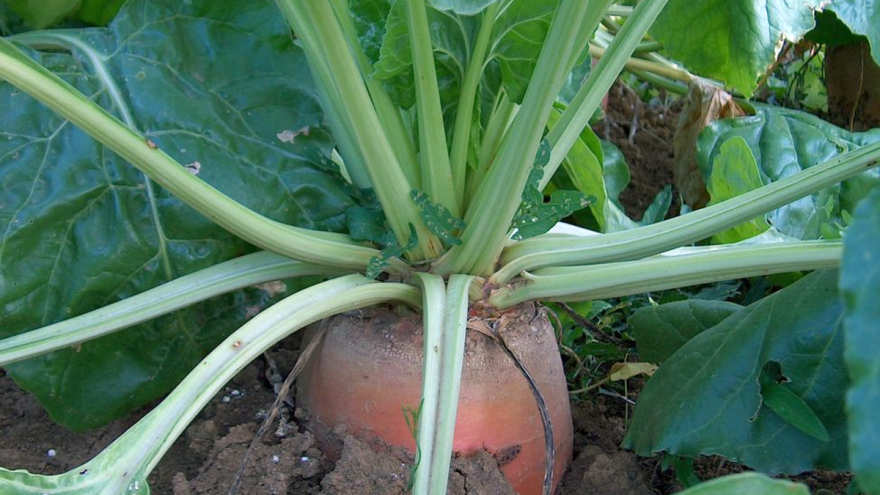 Stočna repa daje visok prinos i lista i korijena