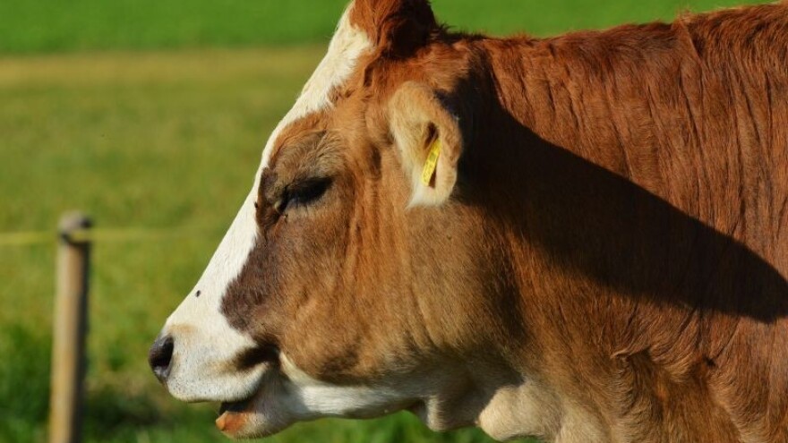 Savjetovanje za uzgajivače goveda