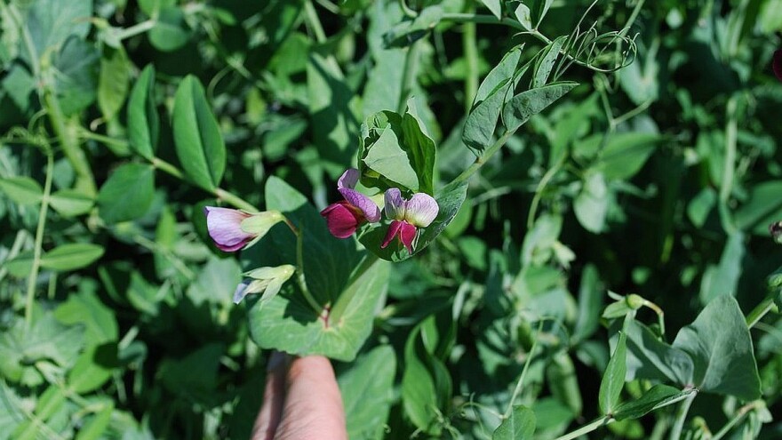 Stočni grašak - bogat izvor bjelančevina i aminokiselina