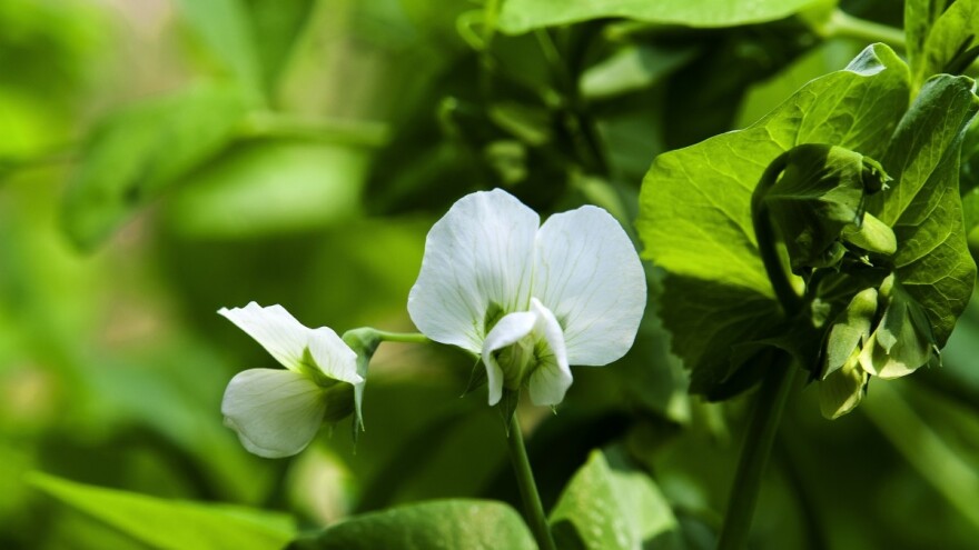 Da li ste spremni za setvu ozimog graška?