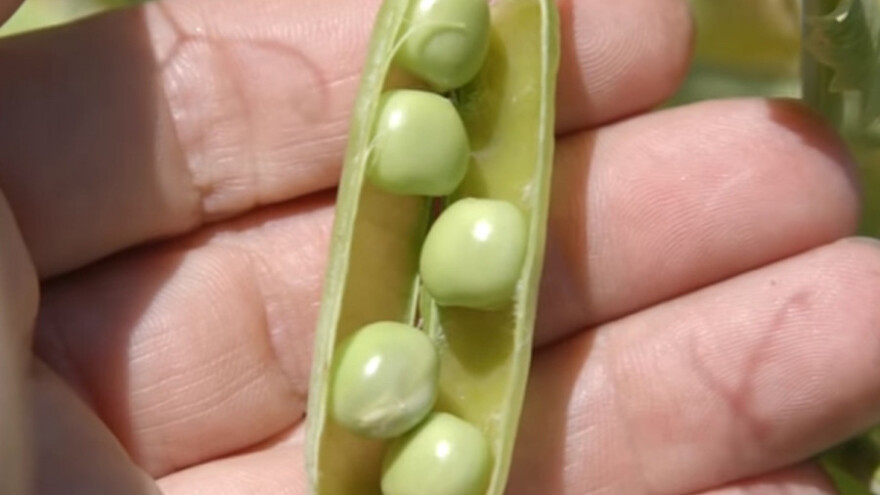 Stočni grašak zahteva odgovarajuće zemljište