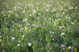 Stočni grašak - bogat izvor bjelančevina i aminokiselina