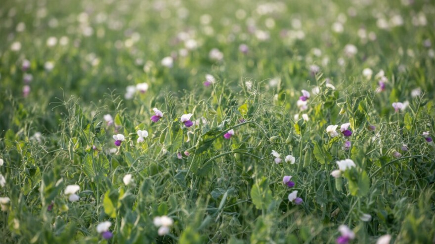 Stočni grašak - bogat izvor bjelančevina i aminokiselina