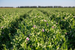 Stočni grašak - bogat izvor proteina i aminokiselina