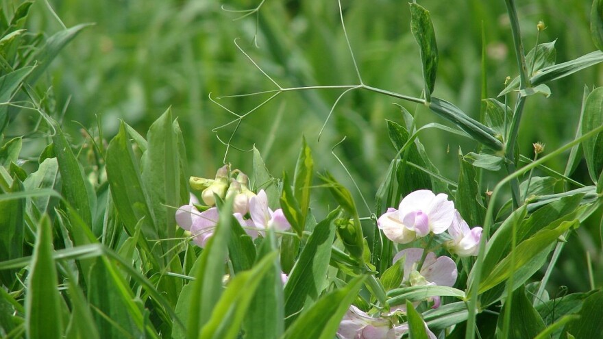 Kako postići što veći prinos stočnog graška?